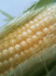 morokosi2.gif